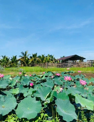 Không gian xanh – sinh thái tại Ruby Garden: Trải nghiệm thiên nhiên thuần khiết giữa Buôn Đôn